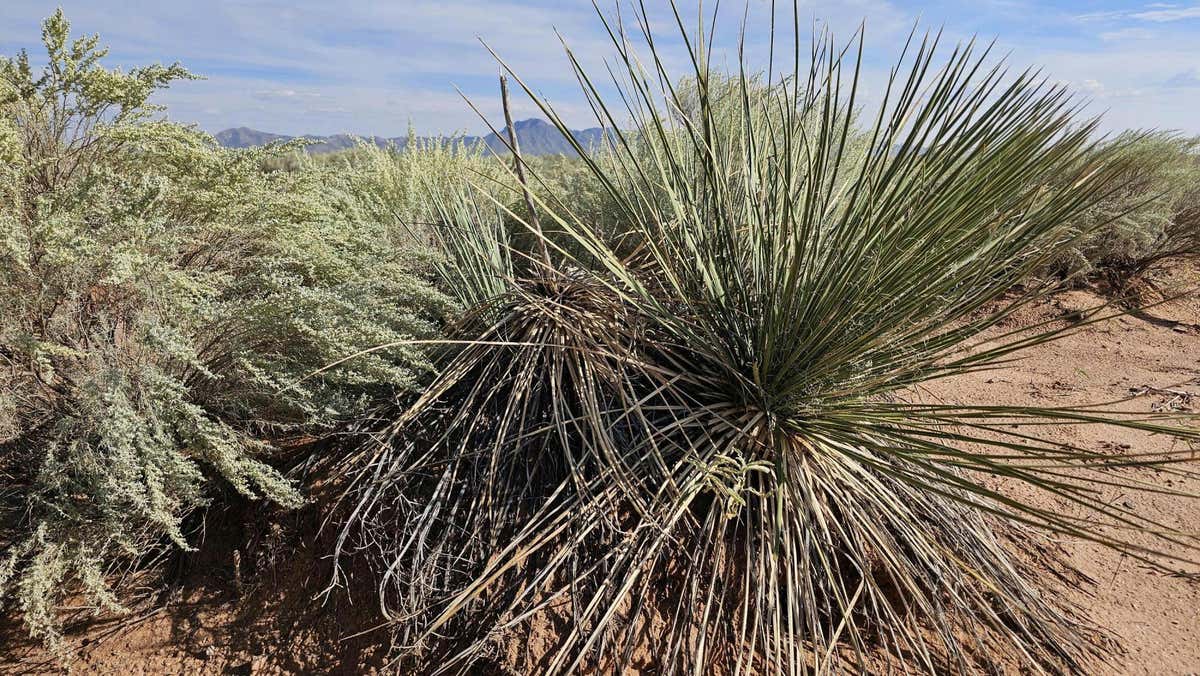 VL TIERRA GRANDE LOT 4 BLOCK 11 # 10, SOCORRO, NM 87801, photo 1 of 6