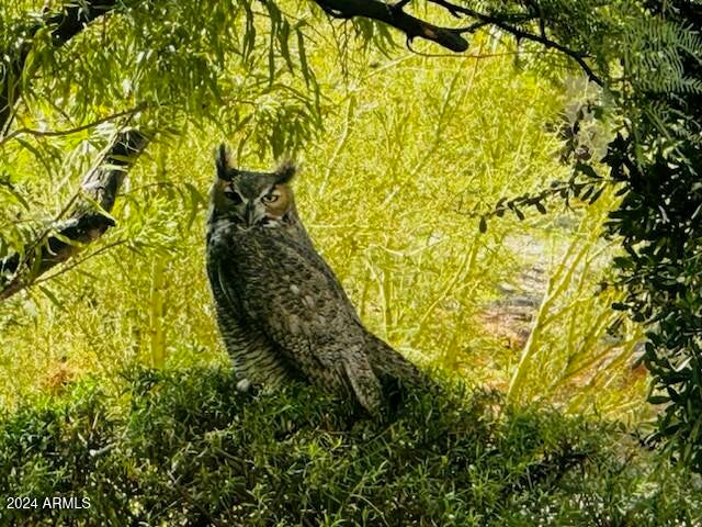 Scottsdale, Arizona, 85262, United States, 4 Bedrooms Bedrooms, ,3 BathroomsBathrooms,Residential,Active,1745619