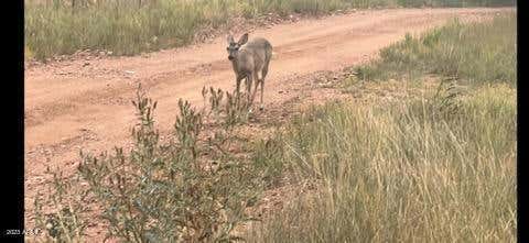 316 W ELK SONG TRAIL, PAYSON, AZ 85541, photo 5 of 11