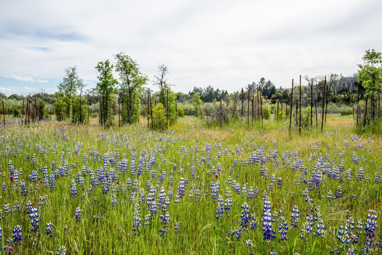 Redwood Valley, California, 95470, United States, ,5 BathroomsBathrooms,Residential,Active,1778701