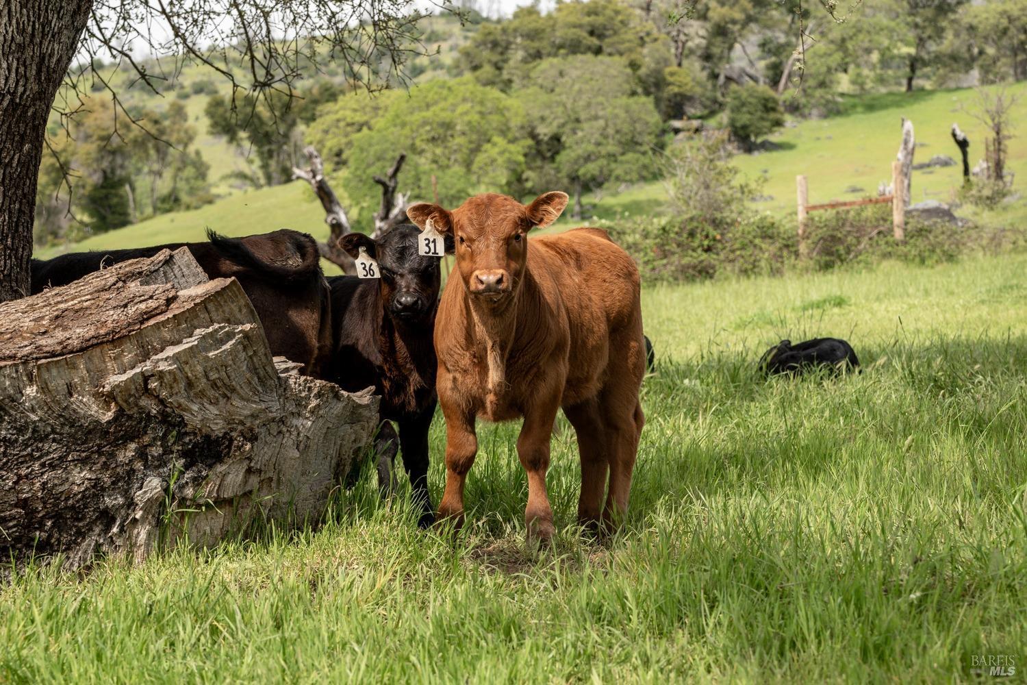 Redwood Valley, California, 95470, United States, ,5 BathroomsBathrooms,Residential,Active,1778701