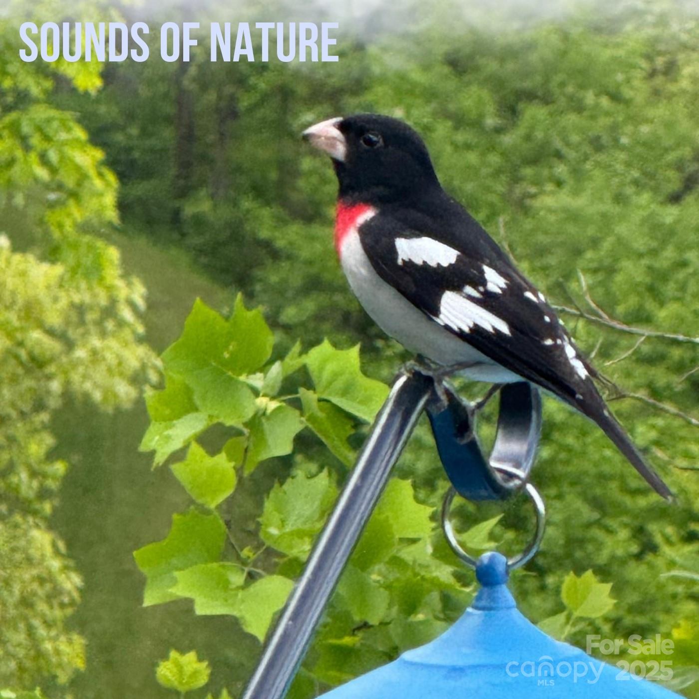 Leicester, North Carolina, 28748, United States, ,5 BathroomsBathrooms,Residential,Active,1769306