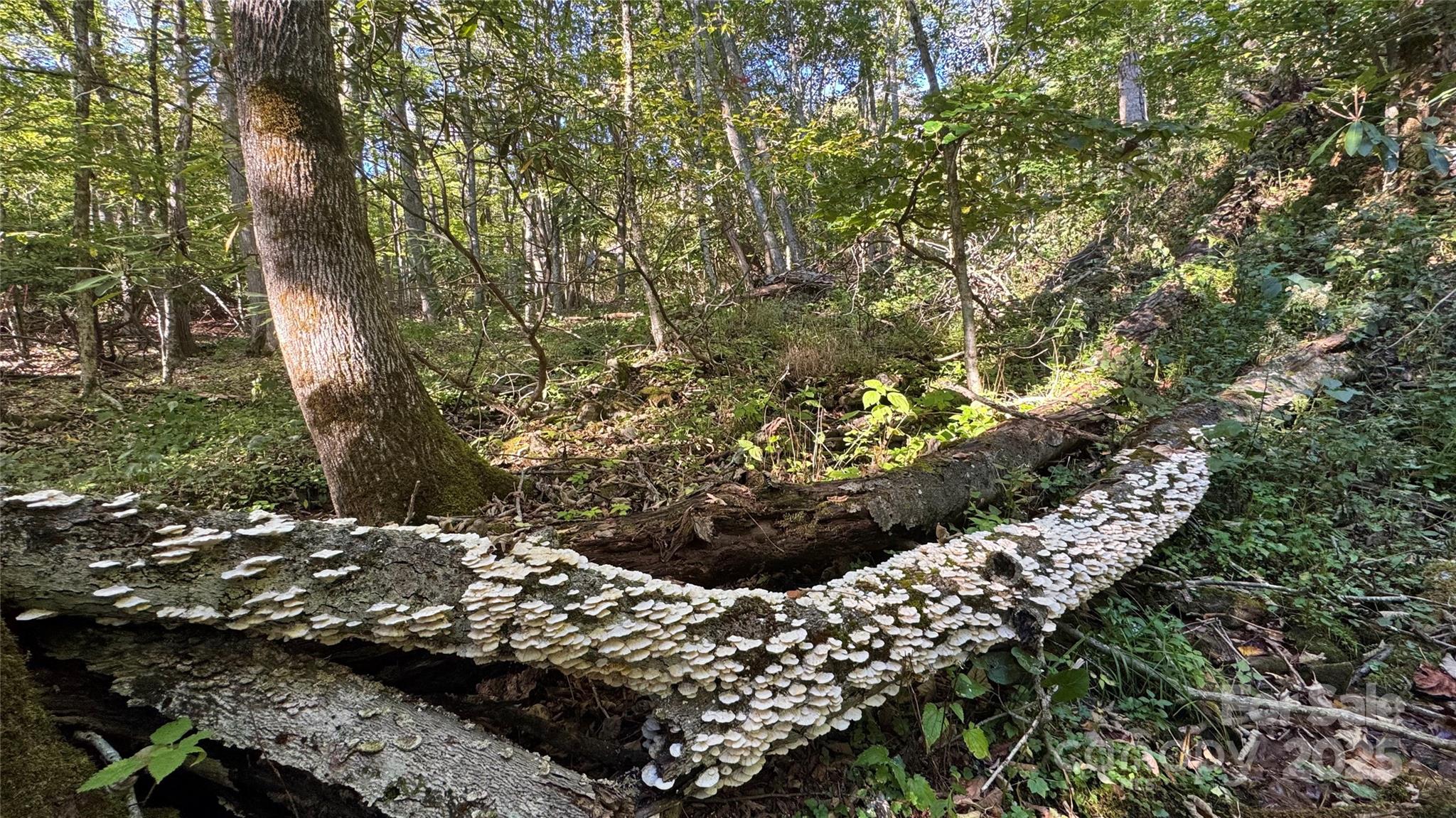 Mars Hill, North Carolina, 28754, United States, 4 Bedrooms Bedrooms, ,4 BathroomsBathrooms,Residential,Active,1960160