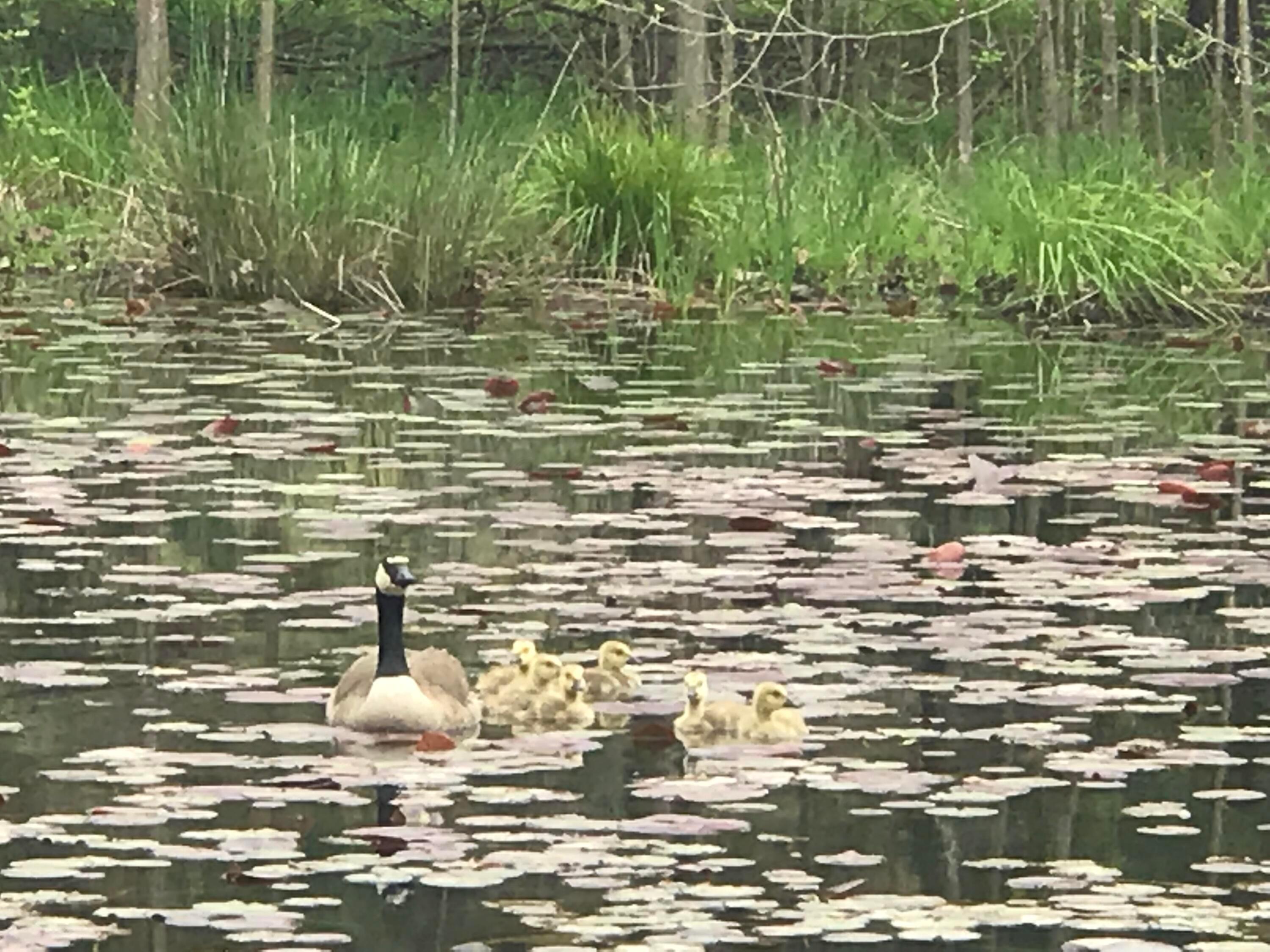 Rockbridge, Ohio, 43149, United States, 3 Bedrooms Bedrooms, ,4 BathroomsBathrooms,Residential,Active,1992551