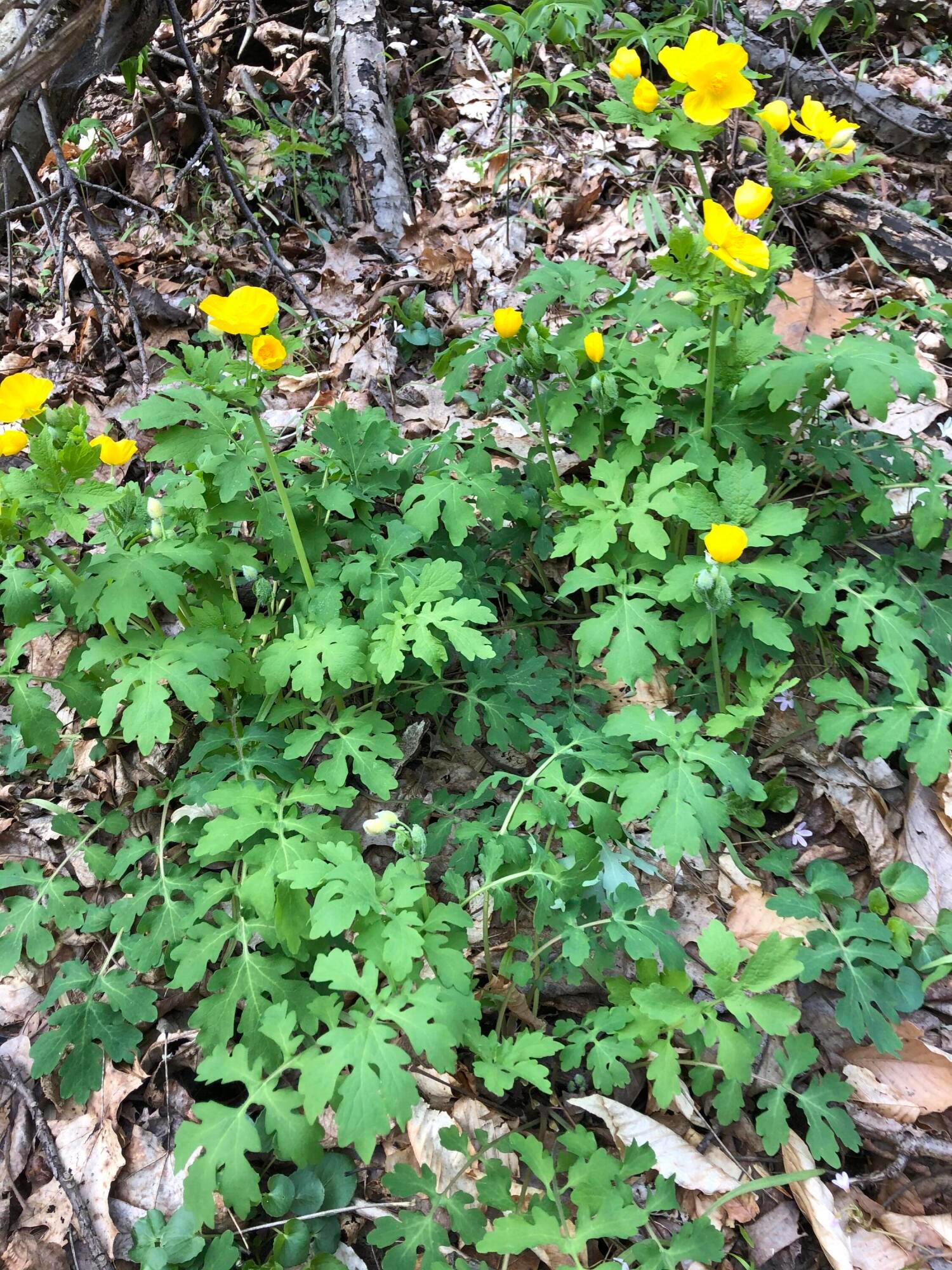 Rockbridge, Ohio, 43149, United States, 3 Bedrooms Bedrooms, ,4 BathroomsBathrooms,Residential,Active,1992551