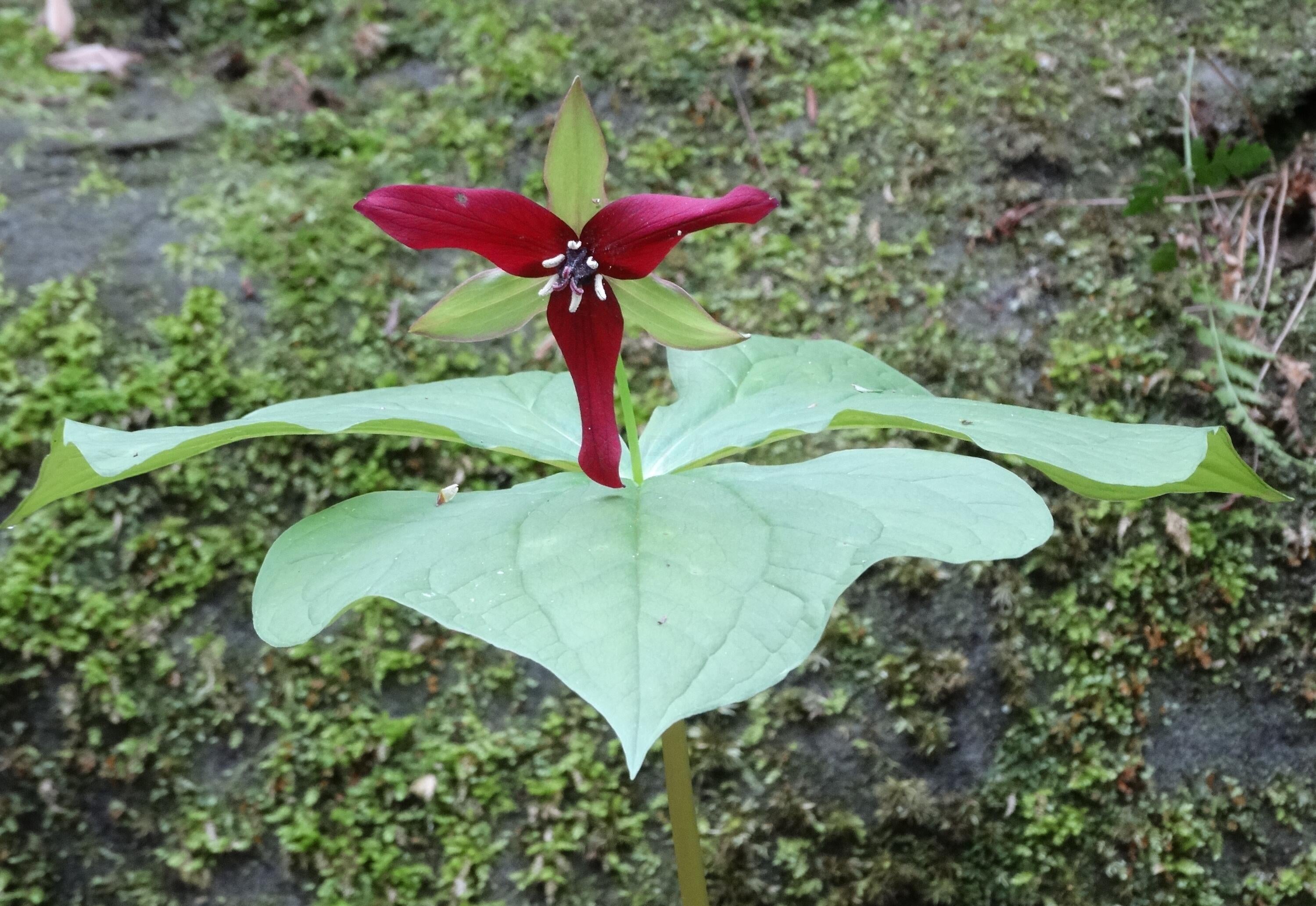 Rockbridge, Ohio, 43149, United States, 3 Bedrooms Bedrooms, ,4 BathroomsBathrooms,Residential,Active,1992551