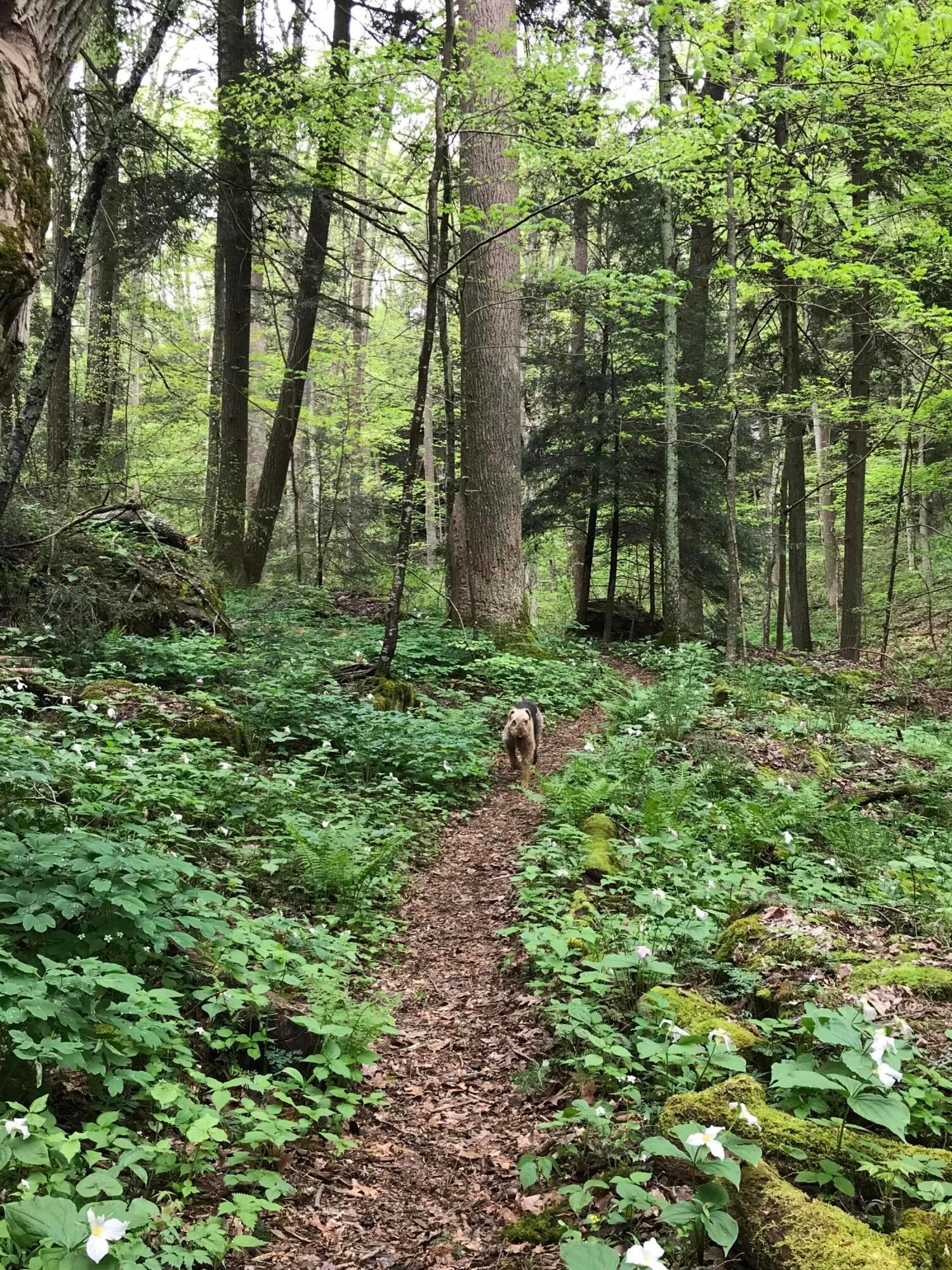 Rockbridge, Ohio, 43149, United States, 3 Bedrooms Bedrooms, ,4 BathroomsBathrooms,Residential,Active,1992551