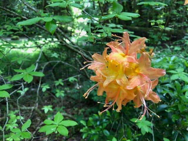 Rockbridge, Ohio, 43149, United States, 3 Bedrooms Bedrooms, ,4 BathroomsBathrooms,Residential,Active,1992551