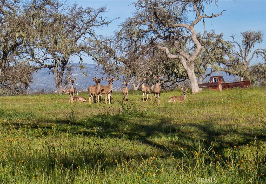 Paso Robles, California, 93446, United States, 2 Bedrooms Bedrooms, ,1 BathroomBathrooms,Residential,Active,1771479