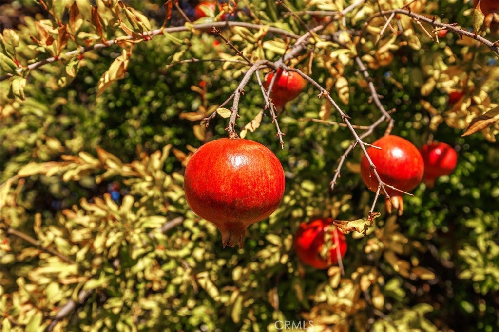 Paso Robles, California, 93446, United States, 4 Bedrooms Bedrooms, ,3 BathroomsBathrooms,Residential,Active,1973344