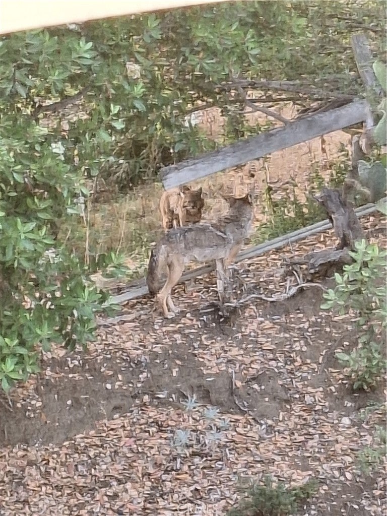 Studio City, California, 91604, United States, 5 Bedrooms Bedrooms, ,4 BathroomsBathrooms,Residential,Active,2006964