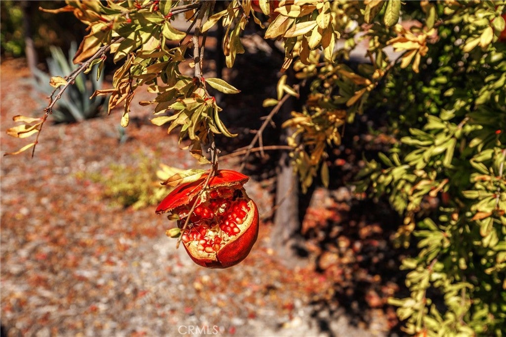 Paso Robles, California, 93446, United States, 4 Bedrooms Bedrooms, ,3 BathroomsBathrooms,Residential,Active,1973344