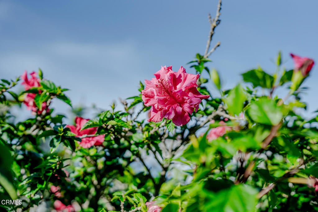 Oxnard, California, 93035, United States, 4 Bedrooms Bedrooms, ,2 BathroomsBathrooms,Residential,Active,2008928