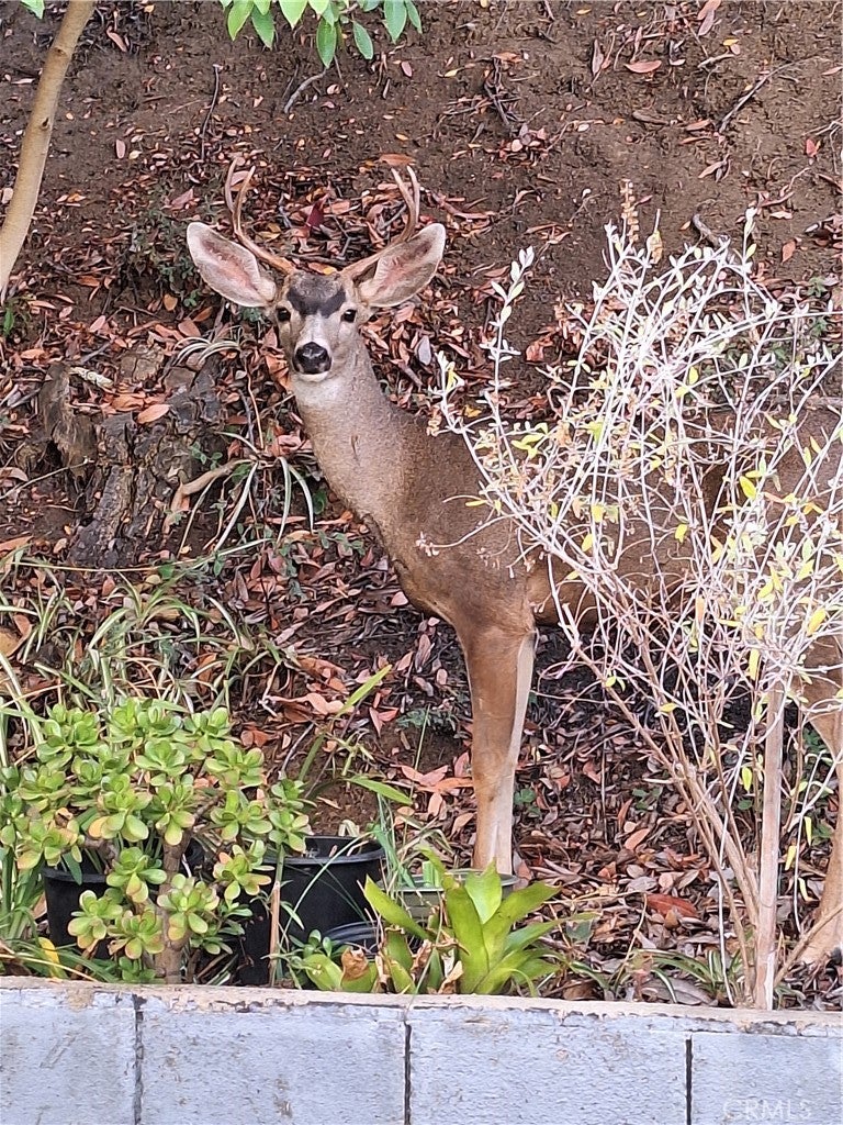 Studio City, California, 91604, United States, 5 Bedrooms Bedrooms, ,4 BathroomsBathrooms,Residential,Active,2006964