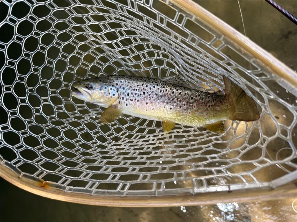 Ellijay, Georgia, 30536, United States, 3 Bedrooms Bedrooms, ,4 BathroomsBathrooms,Residential,Active,1968420