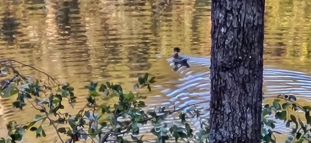 Ellijay, Georgia, 30540, United States, 4 Bedrooms Bedrooms, ,3 BathroomsBathrooms,Residential,Active,1972201