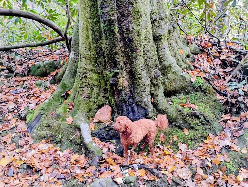 Cherry Log, Georgia, 30522, United States, 4 Bedrooms Bedrooms, ,5 BathroomsBathrooms,Residential,Active,1961897