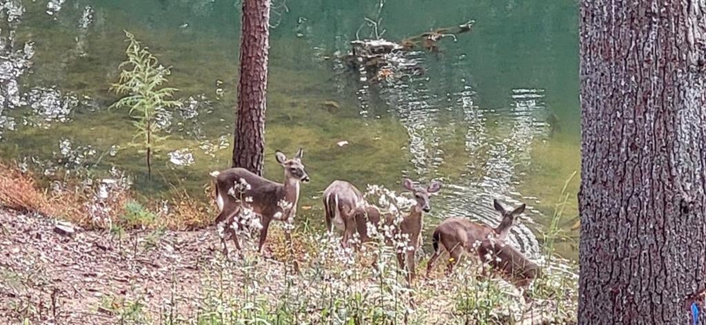 Ellijay, Georgia, 30540, United States, 4 Bedrooms Bedrooms, ,3 BathroomsBathrooms,Residential,Active,1972201