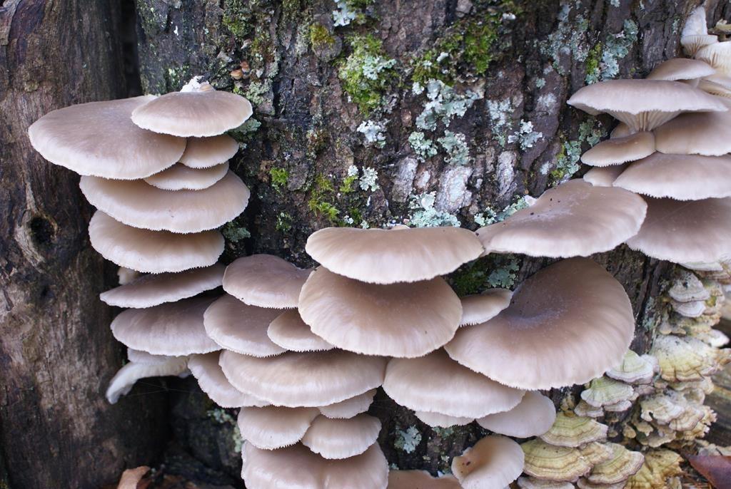 Cherry Log, Georgia, 30522, United States, 4 Bedrooms Bedrooms, ,5 BathroomsBathrooms,Residential,Active,1961897