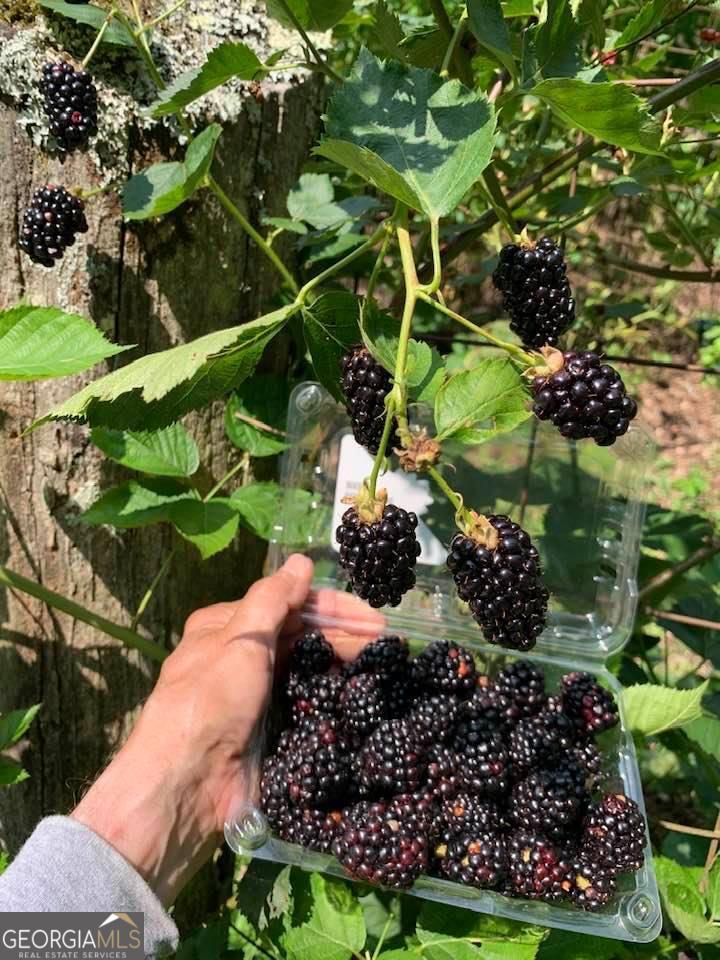 Cherry Log, Georgia, 30522, United States, 4 Bedrooms Bedrooms, ,5 BathroomsBathrooms,Residential,Active,1960146