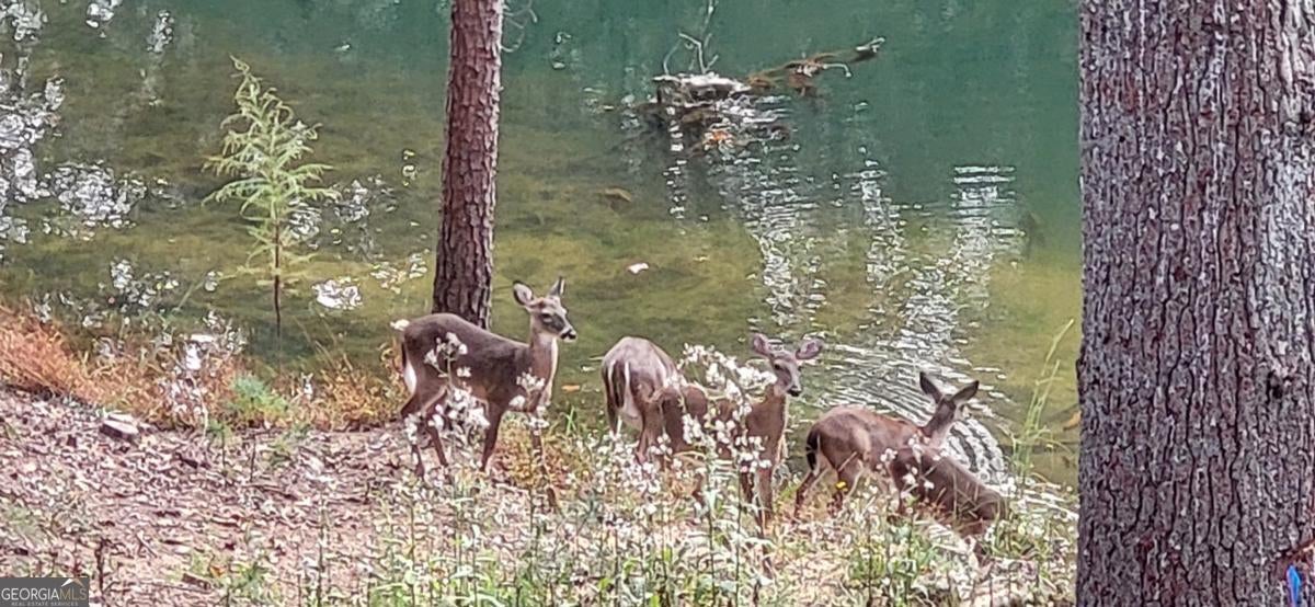 Ellijay, Georgia, 30540, United States, 4 Bedrooms Bedrooms, ,3 BathroomsBathrooms,Residential,Active,1971791