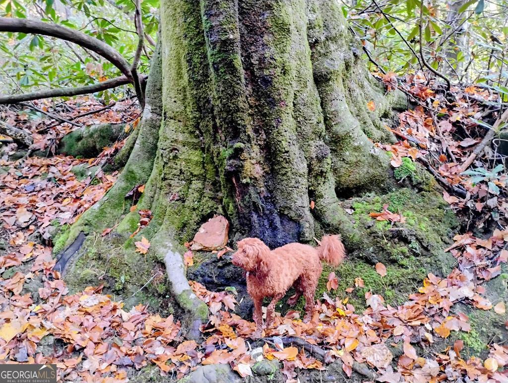 Cherry Log, Georgia, 30522, United States, 4 Bedrooms Bedrooms, ,5 BathroomsBathrooms,Residential,Active,1960146