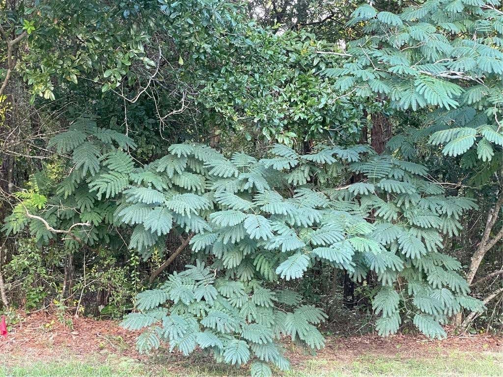 0 JESSAMINE COURT MOBILE AL 36618 Single Family Residence For Sale