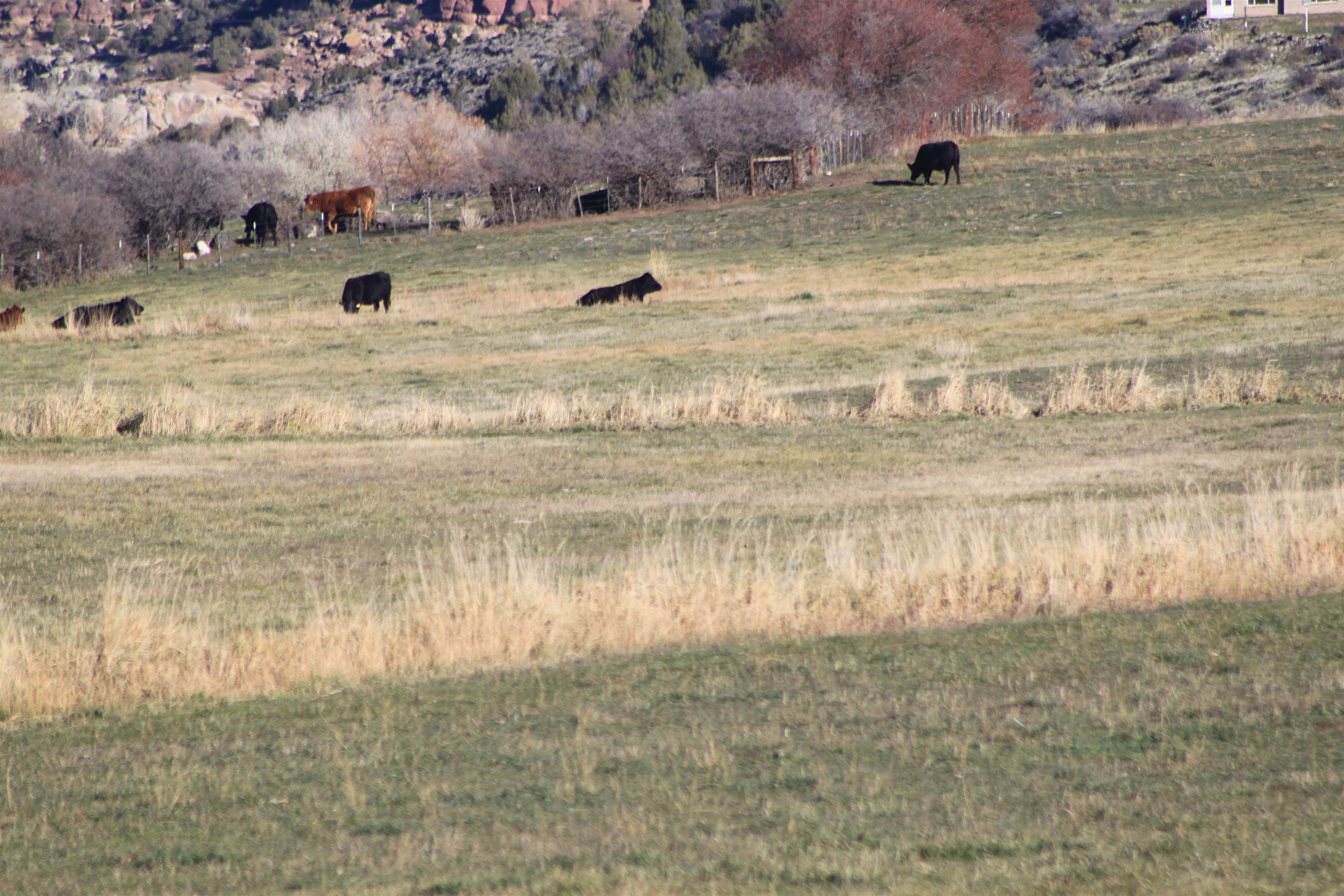 Mesa, Colorado, 81643, United States, 3 Bedrooms Bedrooms, ,3 BathroomsBathrooms,Residential,Active,2000197