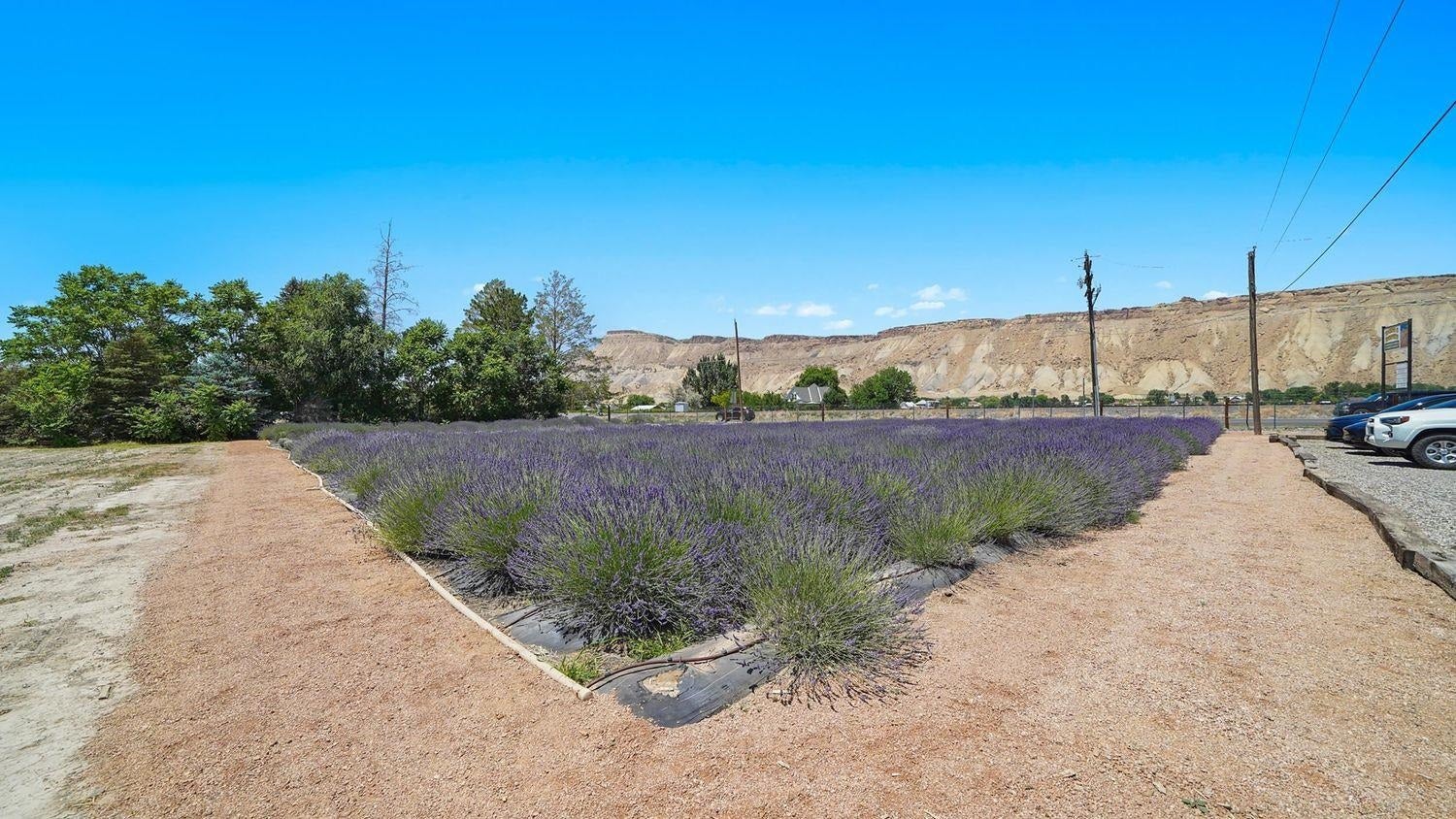 Palisade, Colorado, 81526, United States, 3 Bedrooms Bedrooms, ,1 BathroomBathrooms,Residential,Active,2008709