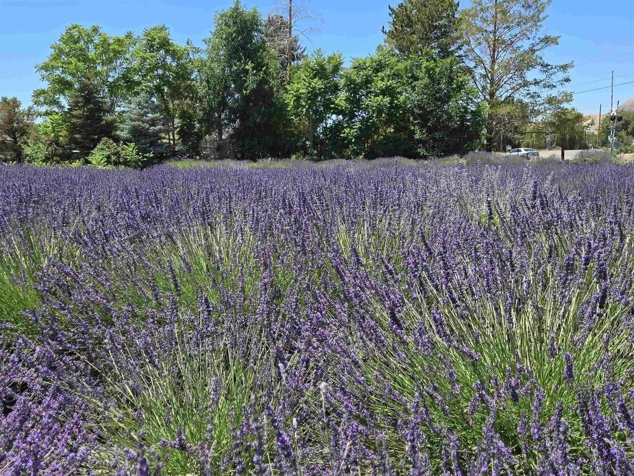 Palisade, Colorado, 81526, United States, 3 Bedrooms Bedrooms, ,1 BathroomBathrooms,Residential,Active,2008709