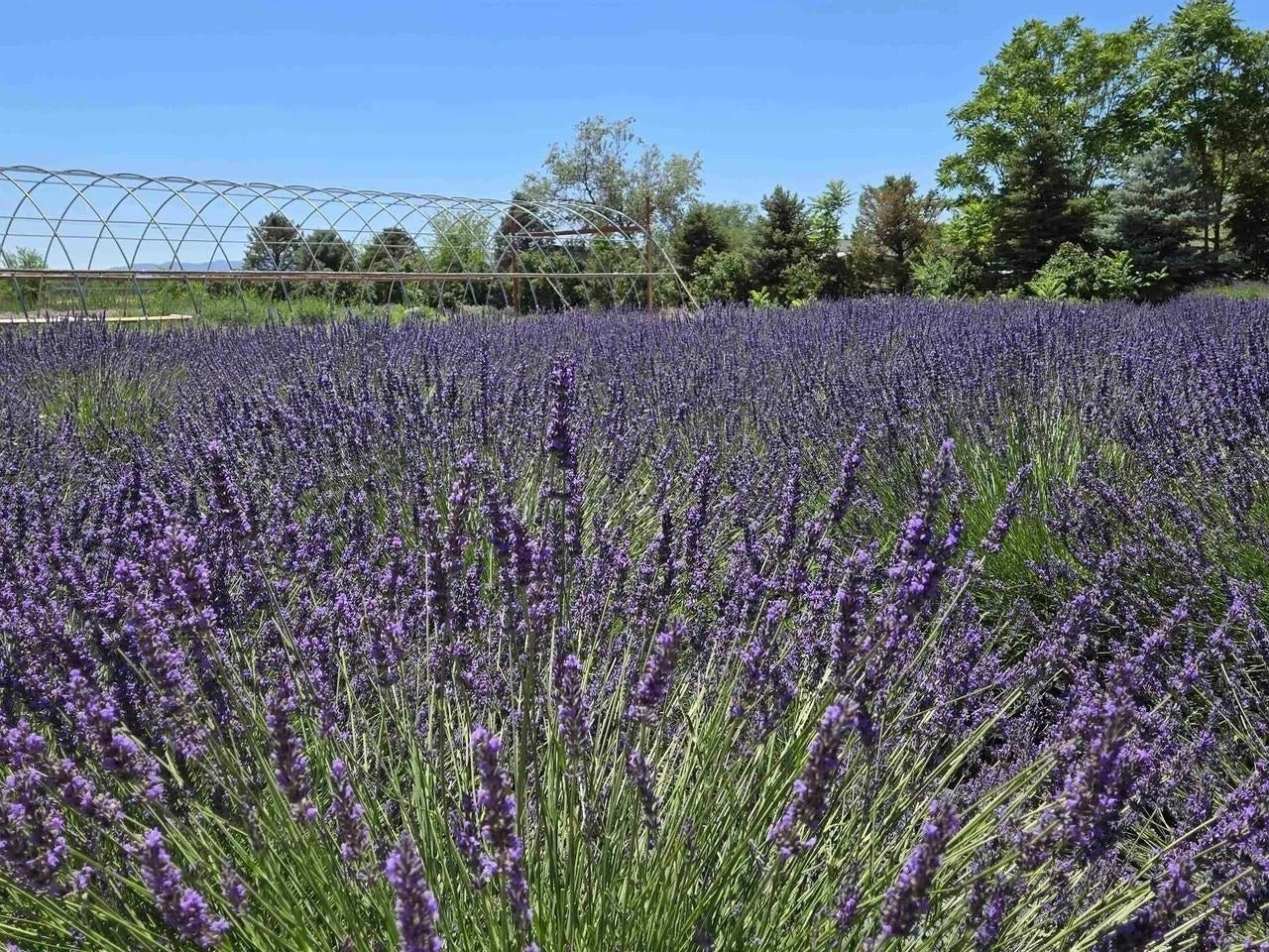 Palisade, Colorado, 81526, United States, 3 Bedrooms Bedrooms, ,1 BathroomBathrooms,Residential,Active,2008709