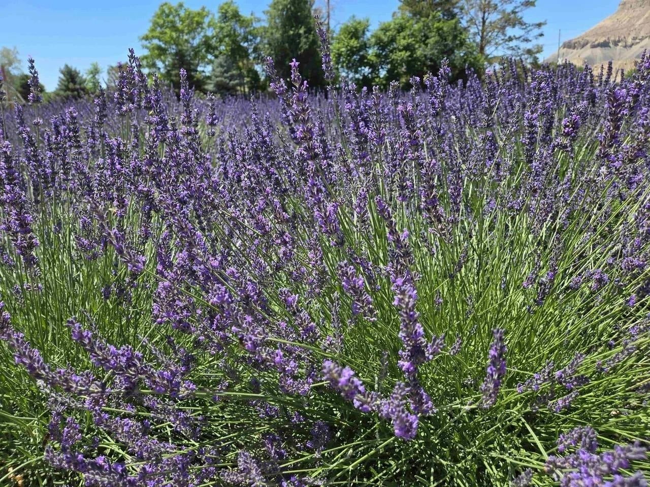 Palisade, Colorado, 81526, United States, 3 Bedrooms Bedrooms, ,1 BathroomBathrooms,Residential,Active,2008709