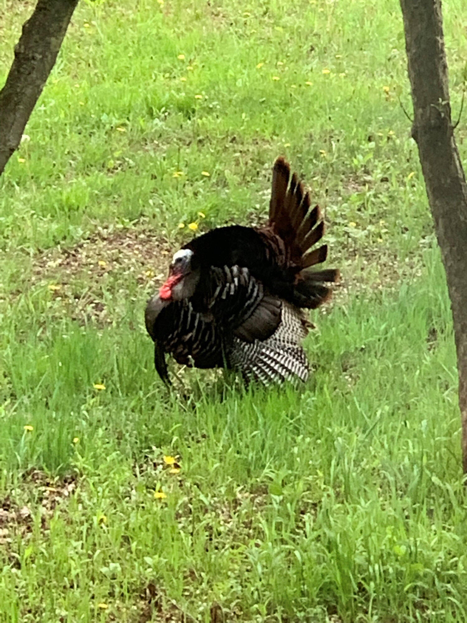 Valparaiso, Indiana, 46385, United States, ,4 BathroomsBathrooms,Residential,Active,1781853