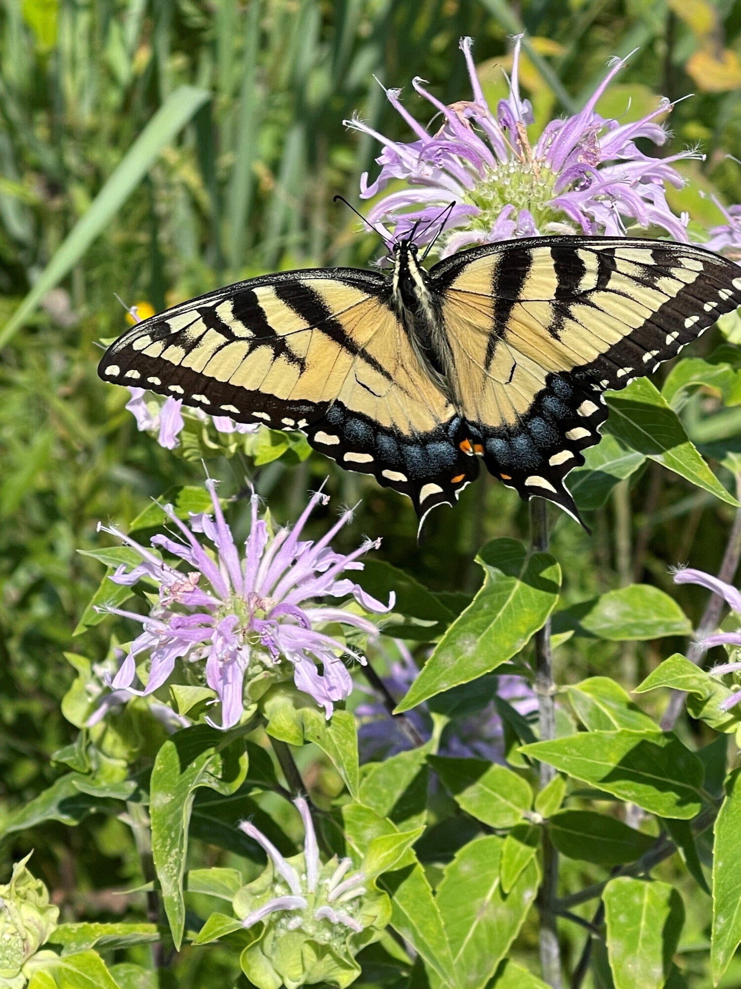 Valparaiso, Indiana, 46385, United States, ,4 BathroomsBathrooms,Residential,Active,1781853