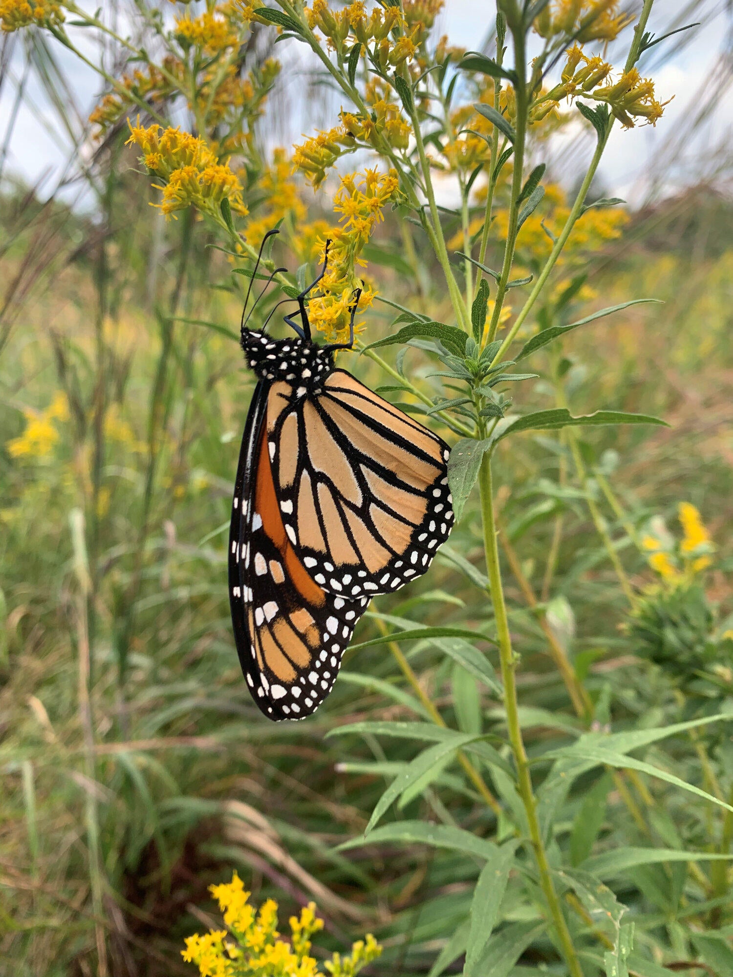 Valparaiso, Indiana, 46385, United States, ,4 BathroomsBathrooms,Residential,Active,1781853