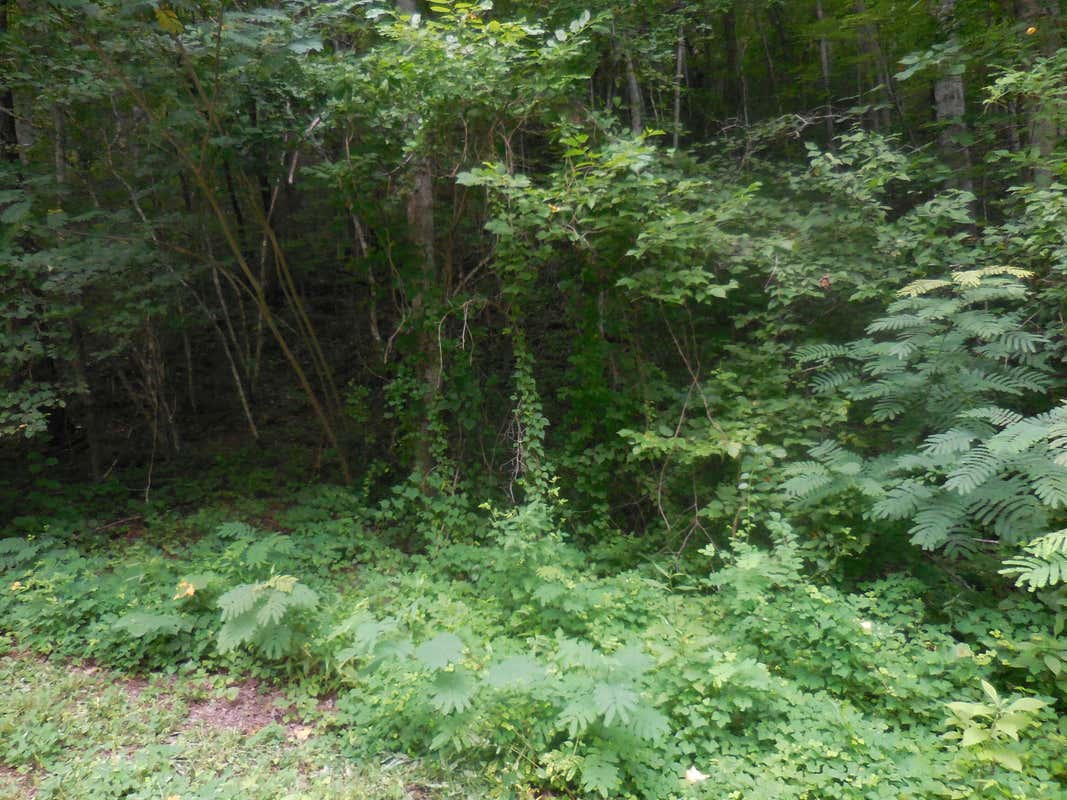 LOT 1 HIDDEN VALLEY, GATLINBURG, TN 37738, photo 1 of 4