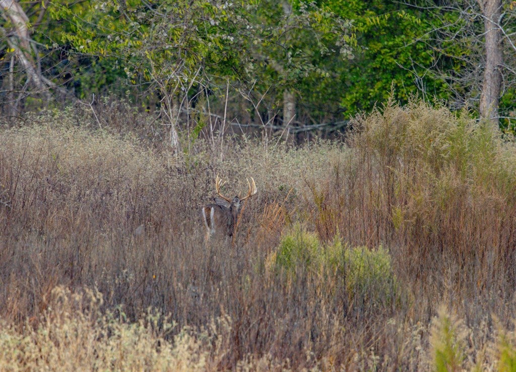 Athens, Texas, 75752, United States, 4 Bedrooms Bedrooms, ,4 BathroomsBathrooms,Residential,Active,1961938