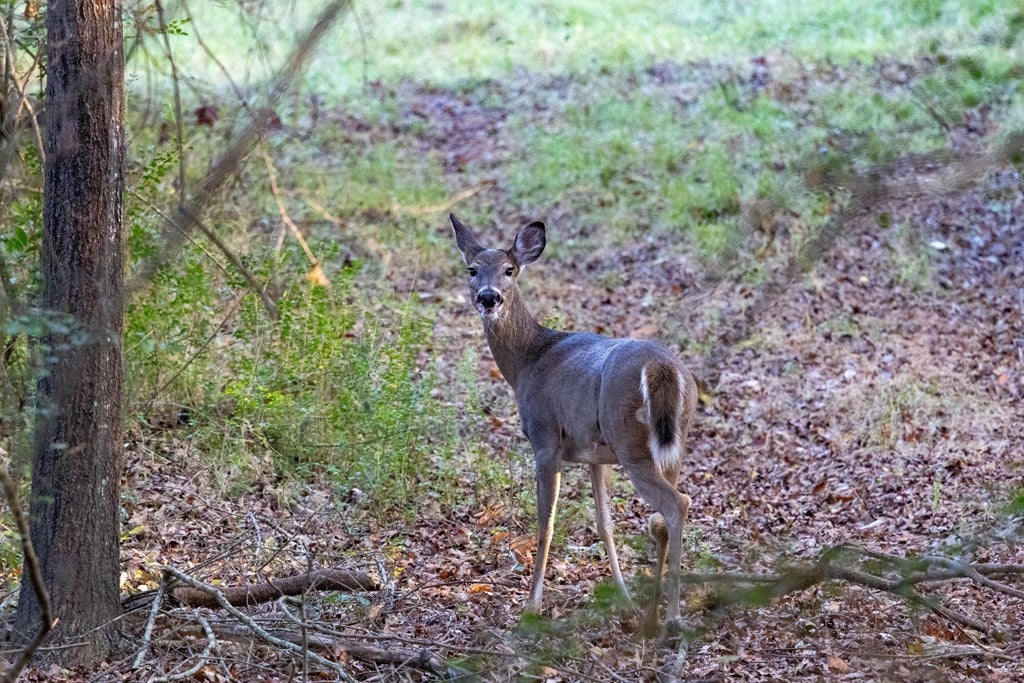 Athens, Texas, 75752, United States, 4 Bedrooms Bedrooms, ,4 BathroomsBathrooms,Residential,Active,1961938