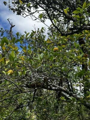 11-2647 OHIALANI, VOLCANO, HI 96785 - Image 1