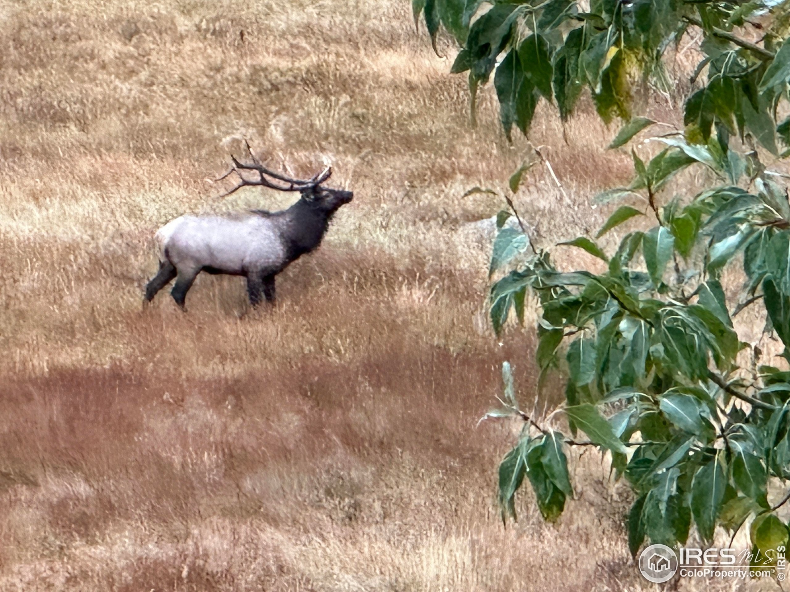 Estes Park, Colorado, 80517, United States, 6 Bedrooms Bedrooms, ,6 BathroomsBathrooms,Residential,Active,1952470