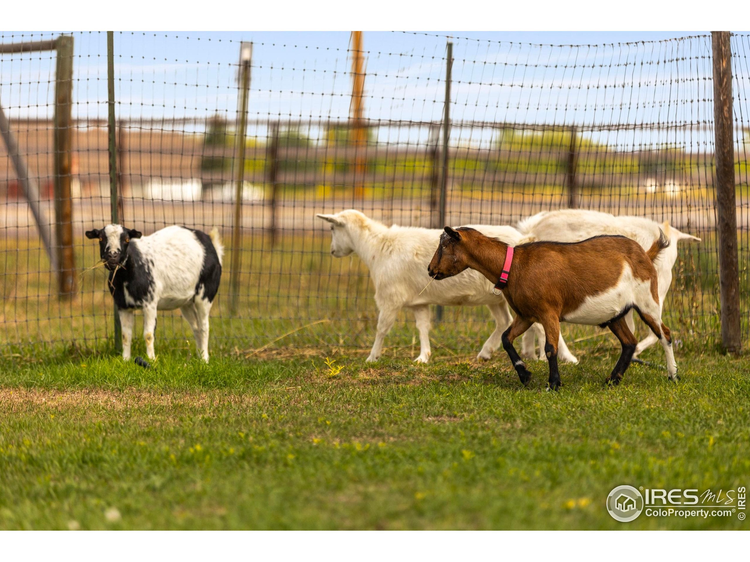 Loveland, Colorado, 80537, United States, 5 Bedrooms Bedrooms, ,4 BathroomsBathrooms,Residential,Active,1943770