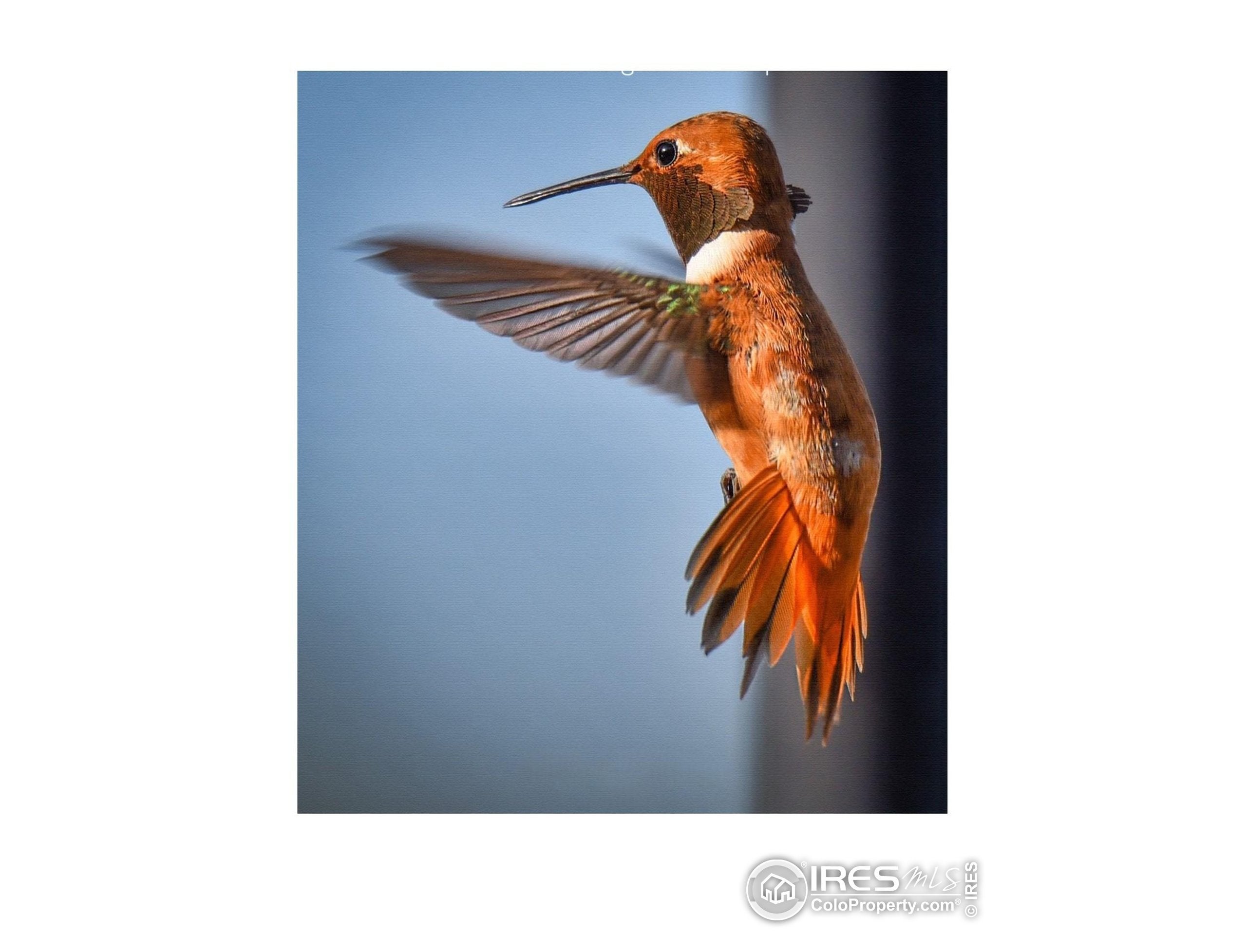 Loveland, Colorado, 80537, United States, 4 Bedrooms Bedrooms, ,5 BathroomsBathrooms,Residential,Active,2011206