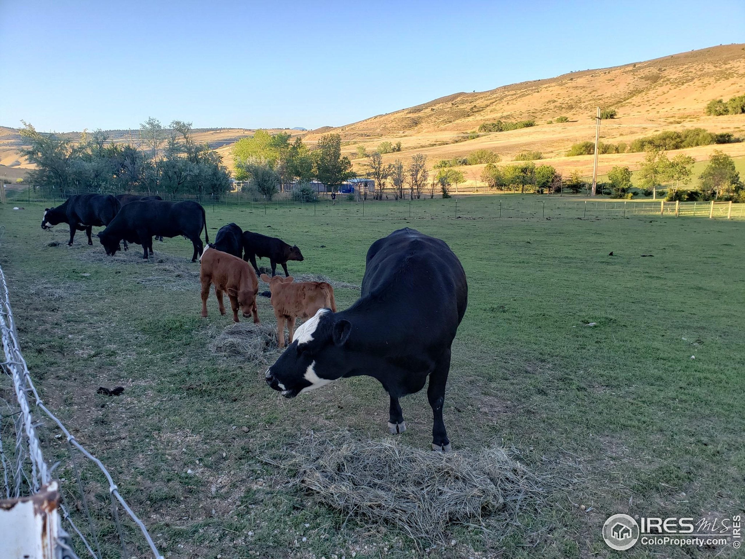 Berthoud, Colorado, 80513, United States, 5 Bedrooms Bedrooms, ,4 BathroomsBathrooms,Residential,Active,1914590
