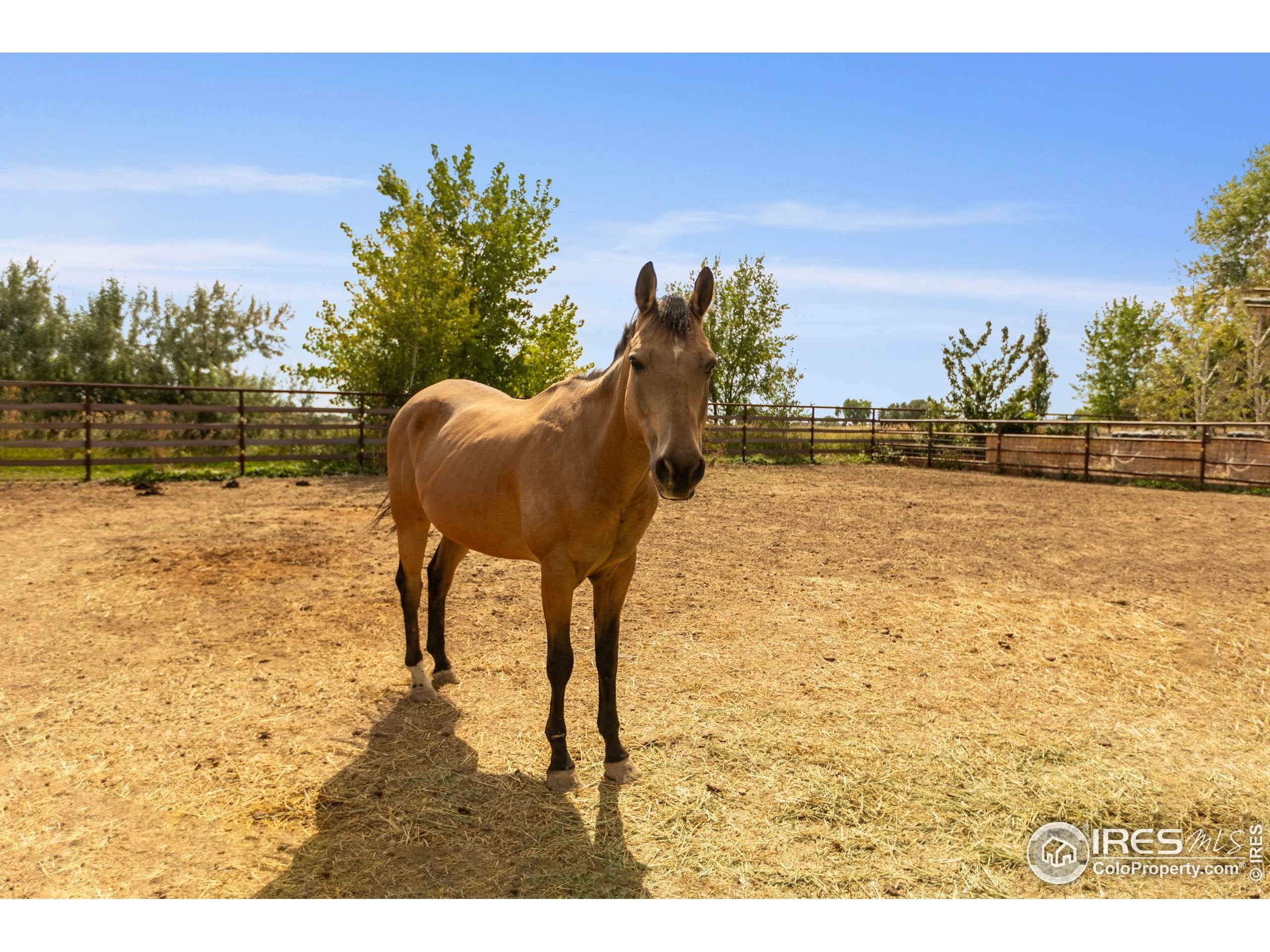 Loveland, Colorado, 80537, United States, 5 Bedrooms Bedrooms, ,4 BathroomsBathrooms,Residential,Active,1943770