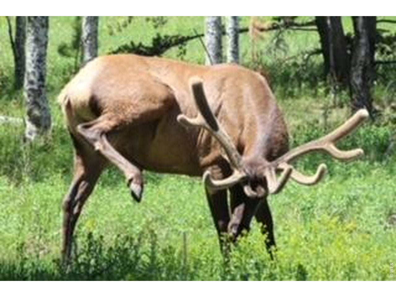 Estes Park, Colorado, 80517, United States, 3 Bedrooms Bedrooms, ,2 BathroomsBathrooms,Residential,Active,2030600