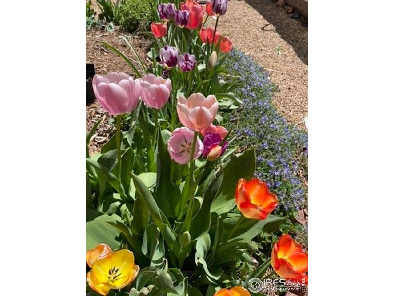 Boulder, Colorado, 80304, United States, 5 Bedrooms Bedrooms, ,4 BathroomsBathrooms,Residential,Active,1996274