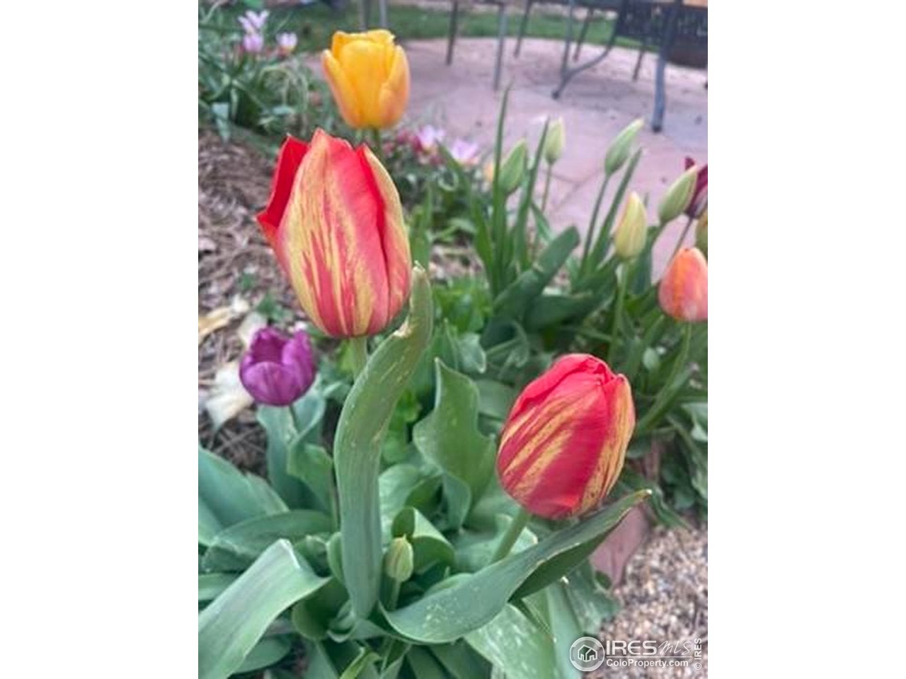 Boulder, Colorado, 80304, United States, 5 Bedrooms Bedrooms, ,4 BathroomsBathrooms,Residential,Active,1996274