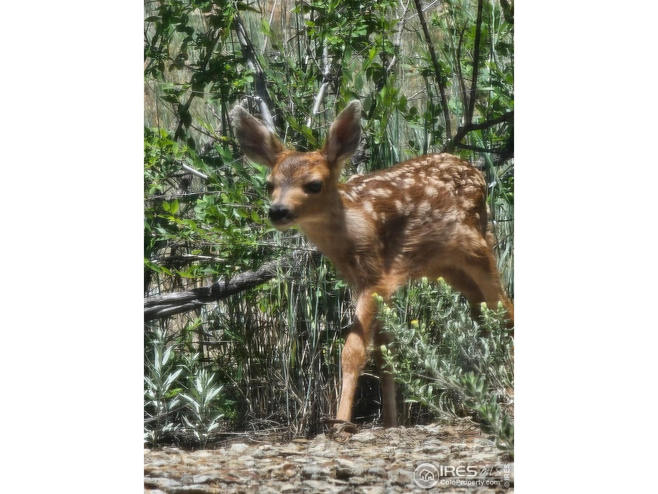 Loveland, Colorado, 80537, United States, 5 Bedrooms Bedrooms, ,2 BathroomsBathrooms,Residential,Active,1877833