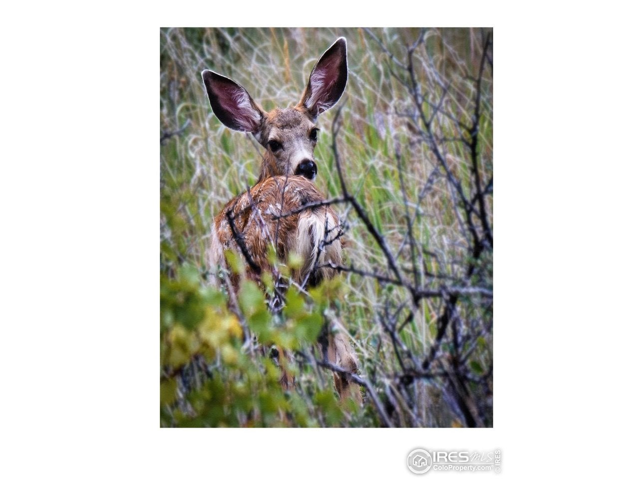 Loveland, Colorado, 80537, United States, 4 Bedrooms Bedrooms, ,5 BathroomsBathrooms,Residential,Active,2011206