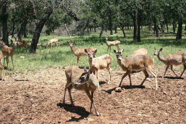Kerrville, Texas, 78028, United States, 6 Bedrooms Bedrooms, ,3 BathroomsBathrooms,Residential,Active,1884989